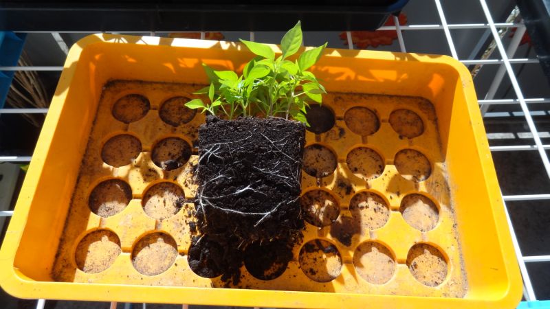 Bild 2 - Malaguetas vor dem pikieren